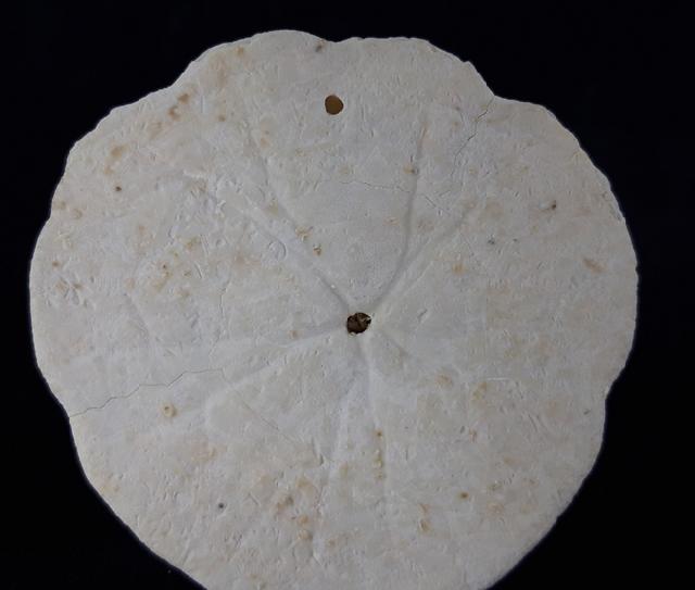 Scutella faujasi (DEFRANCE 1827) - Bild © FossNet FossilienStore